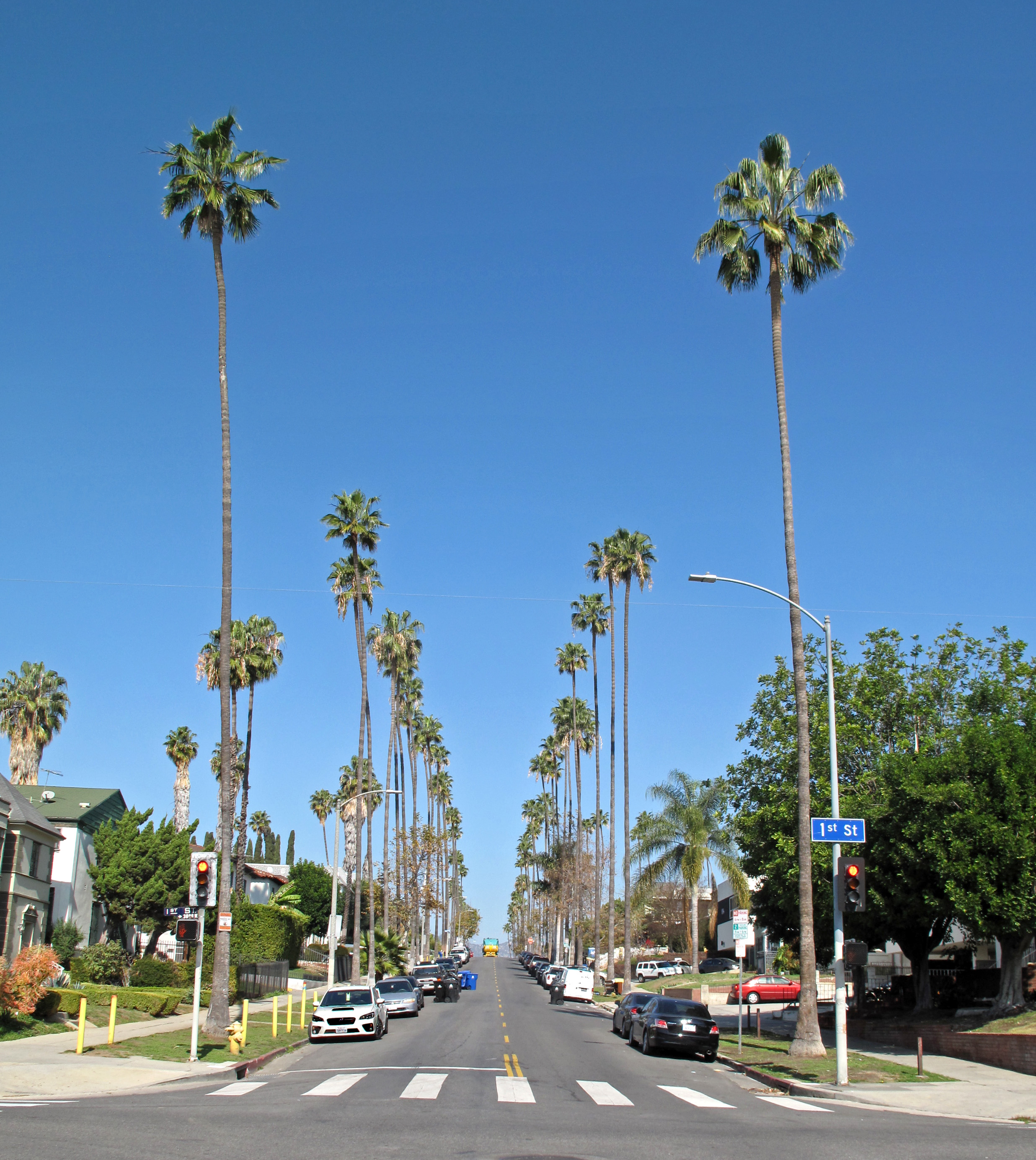 Palm-lined Los Angeles street
